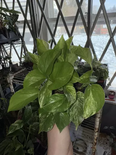 plant/Marble Queen Pothos-2-thumbnail