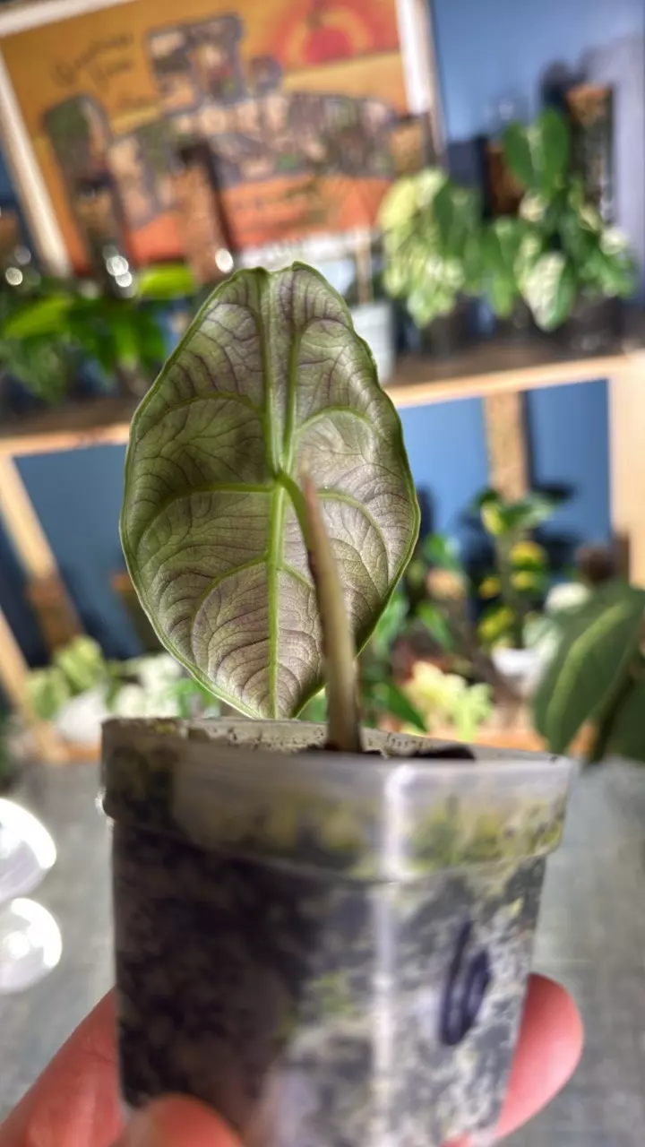 plant/Alocasia azlanii-2