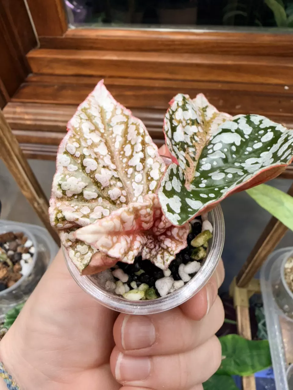 plant/Variegated snow-capped begonia ✨-1