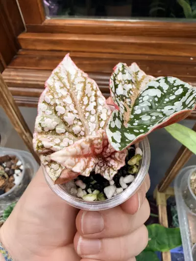 plant/Variegated snow-capped begonia ✨-1-thumbnail