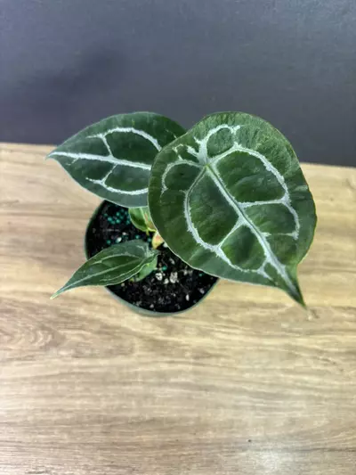 plant/Anthurium Forgetii Hybrid 4” 2004-0-thumbnail