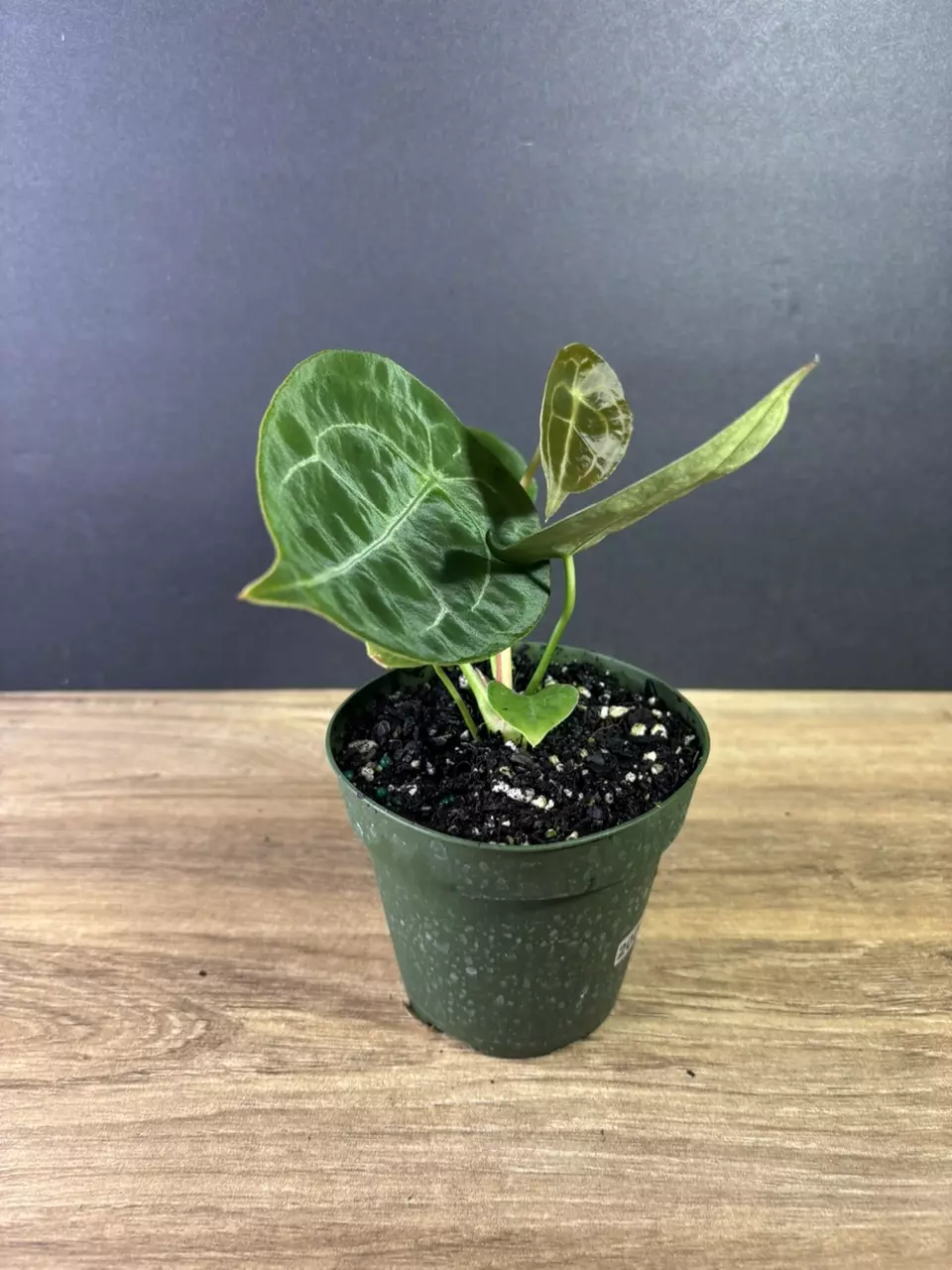 plant/Anthurium Forgetii Hybrid 4” 2000-3