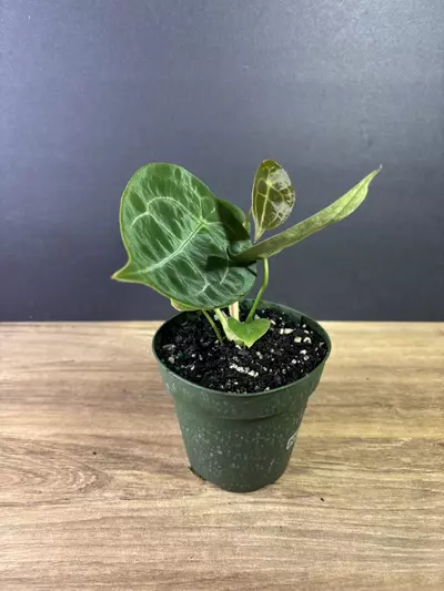 plant/Anthurium Forgetii Hybrid 4” 2000-3-thumbnail