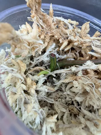 plant/Micans aurea (half moon/mid cut) #0037-5-thumbnail