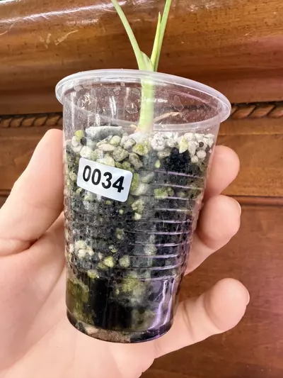 plant/Alocasia variegated frydek #0034-5-thumbnail