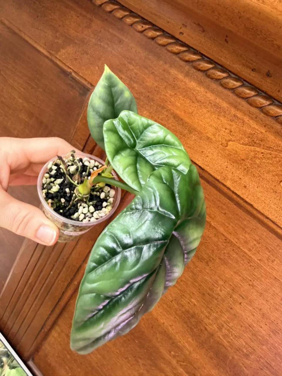 plant/Alocasia ‘sinuata’-0