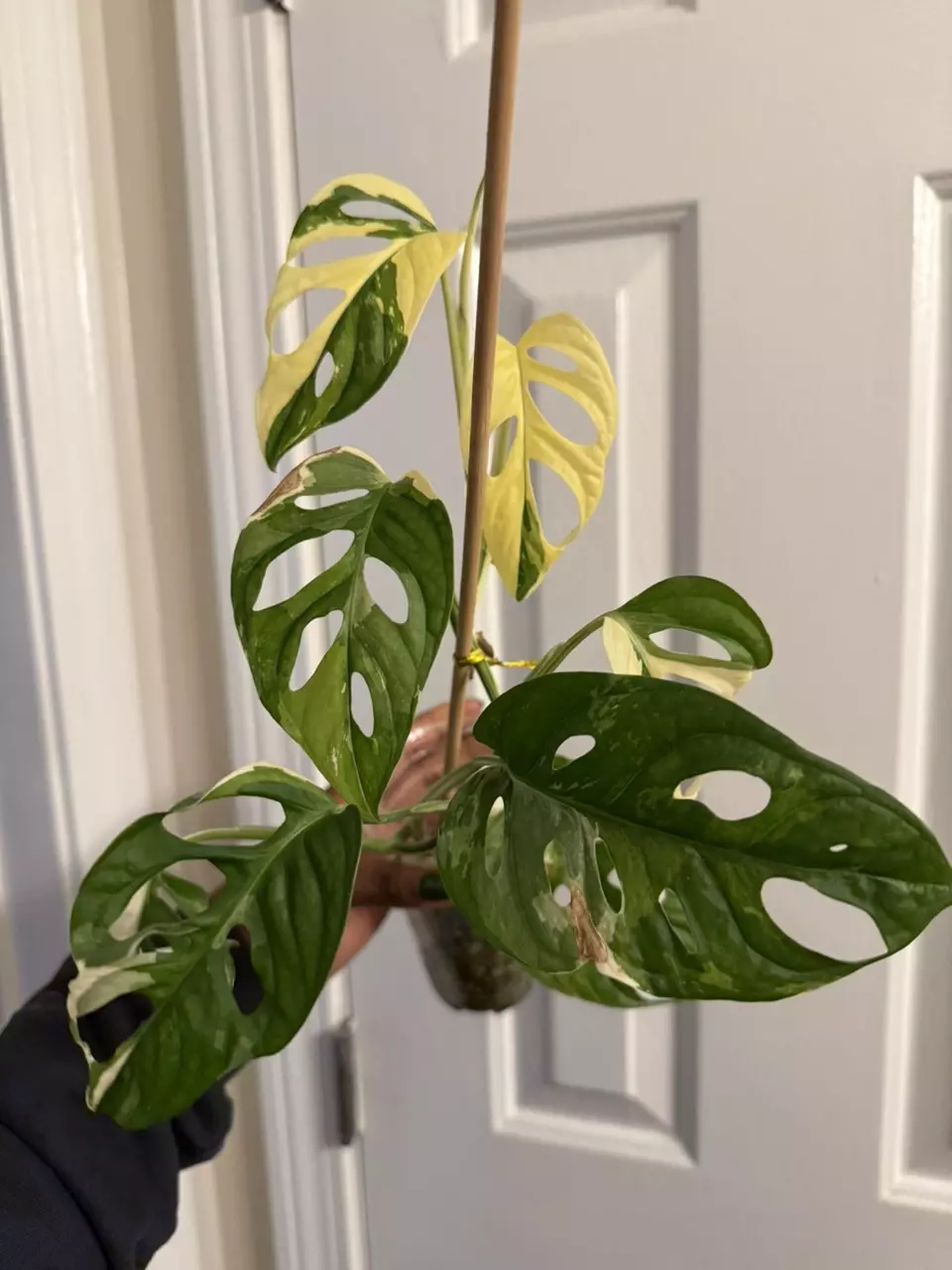 plant/Monstera Adansonii Tricolor-6