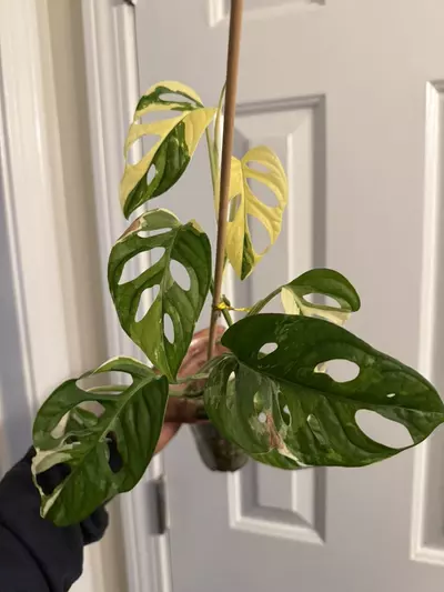 plant/Monstera Adansonii Tricolor-6-thumbnail
