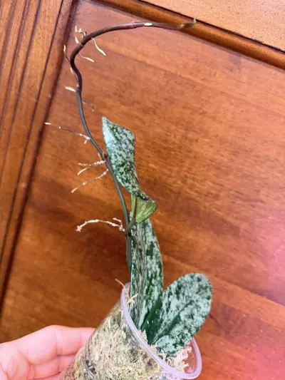 plant/Hoya Pubicalyx Splash✨-3-thumbnail