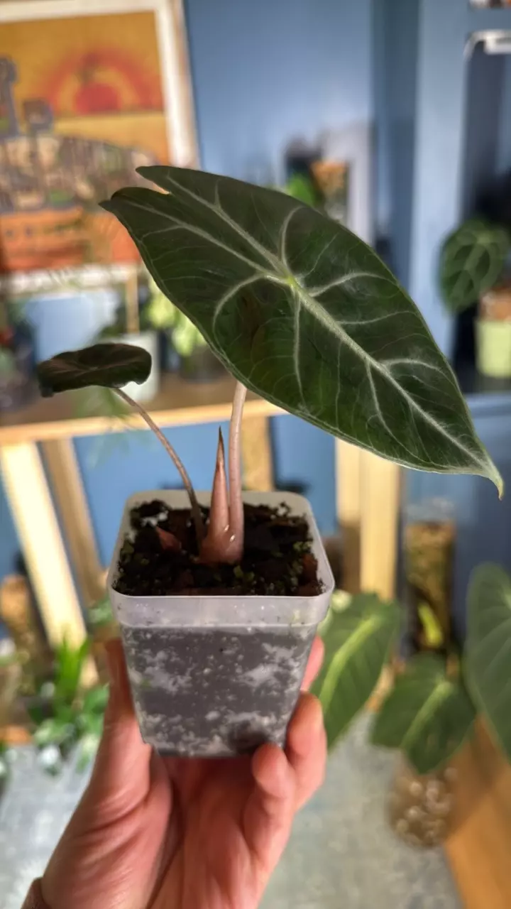 plant/Alocasia pink princess-1