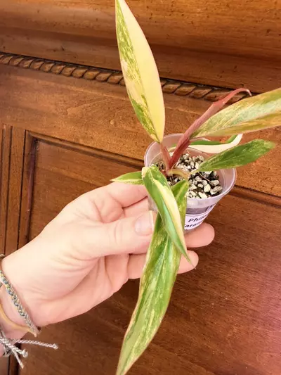 plant/Caramel Marble Philodendron #0035-2-thumbnail