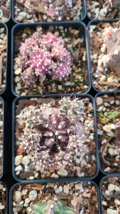 plant/Gymnocalycium "T-Rex" 2.5" pot-2-thumbnail