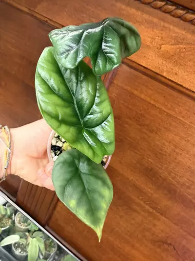 plant/Alocasia ‘sinuata’-3-thumbnail