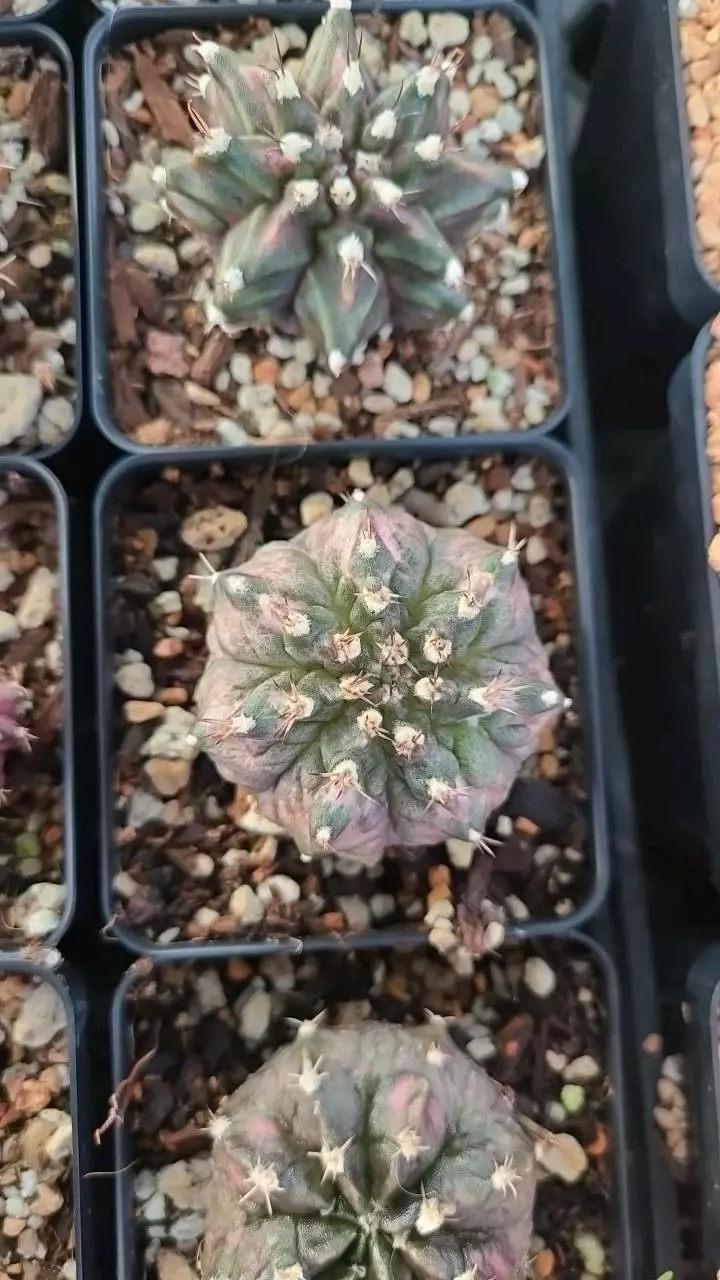 plant/Gymnocalycium "T-Rex" 2.5" pot-1