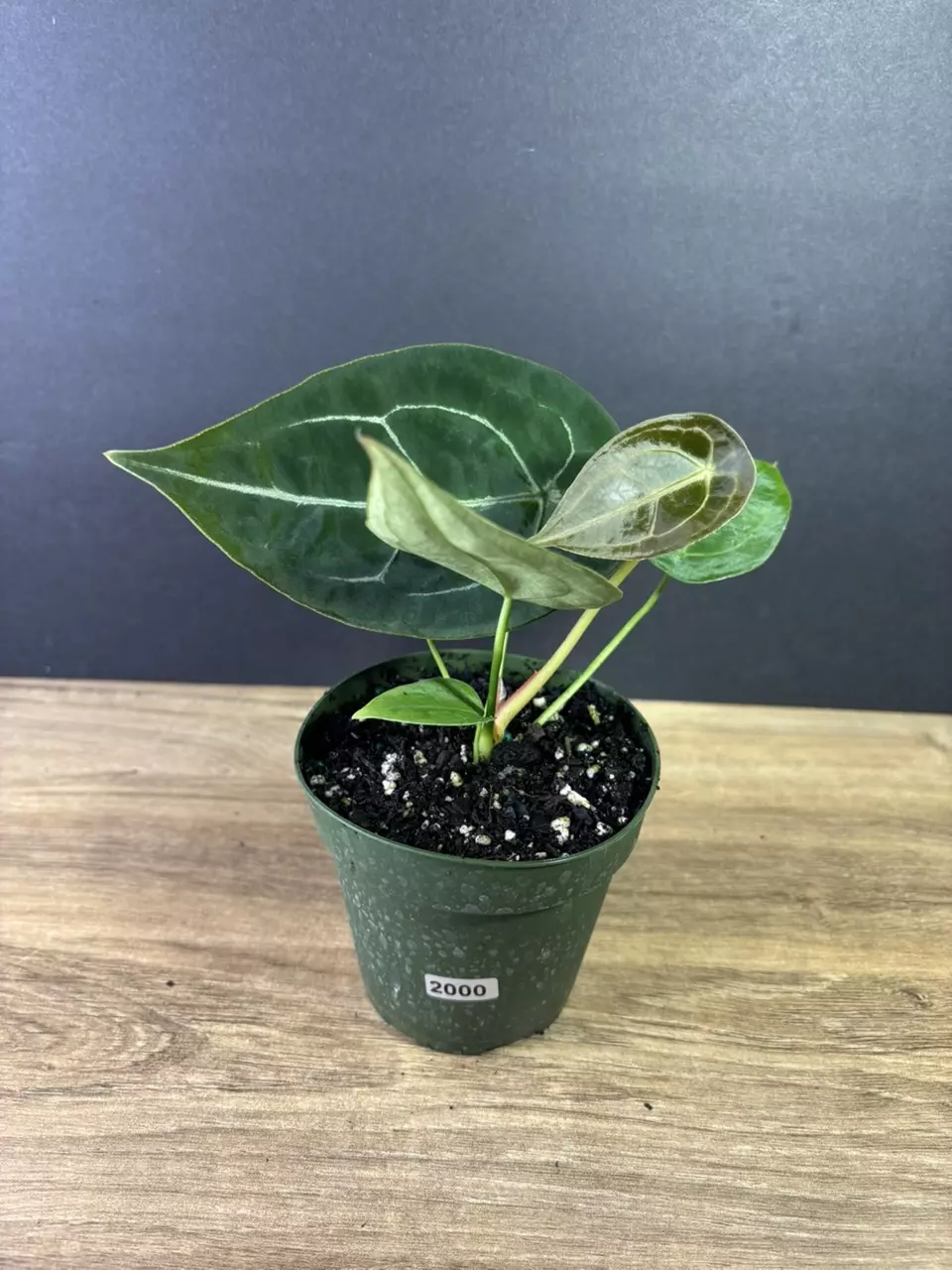 plant/Anthurium Forgetii Hybrid 4” 2000-1