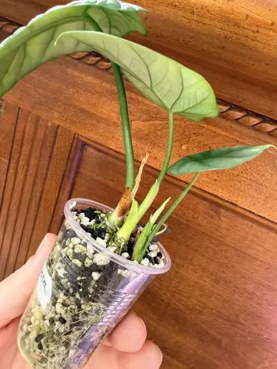 plant/Alocasia ‘sinuata’-4-thumbnail
