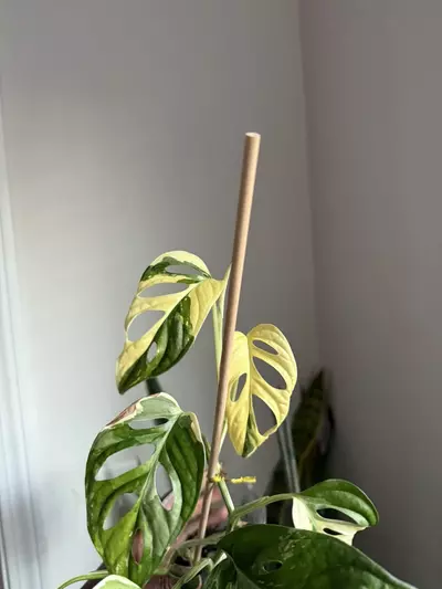 plant/Monstera Adansonii Tricolor-3-thumbnail