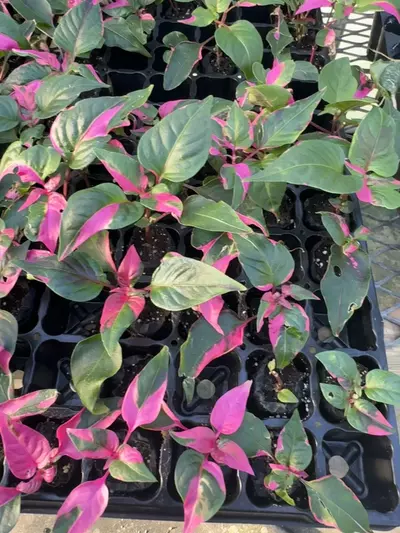 plant/Party Time GC-0-thumbnail