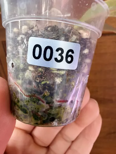 plant/Philodendron Caramel Marble✨#0036-6-thumbnail