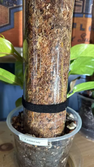 plant/XL double Alocasia painted lady-2-thumbnail