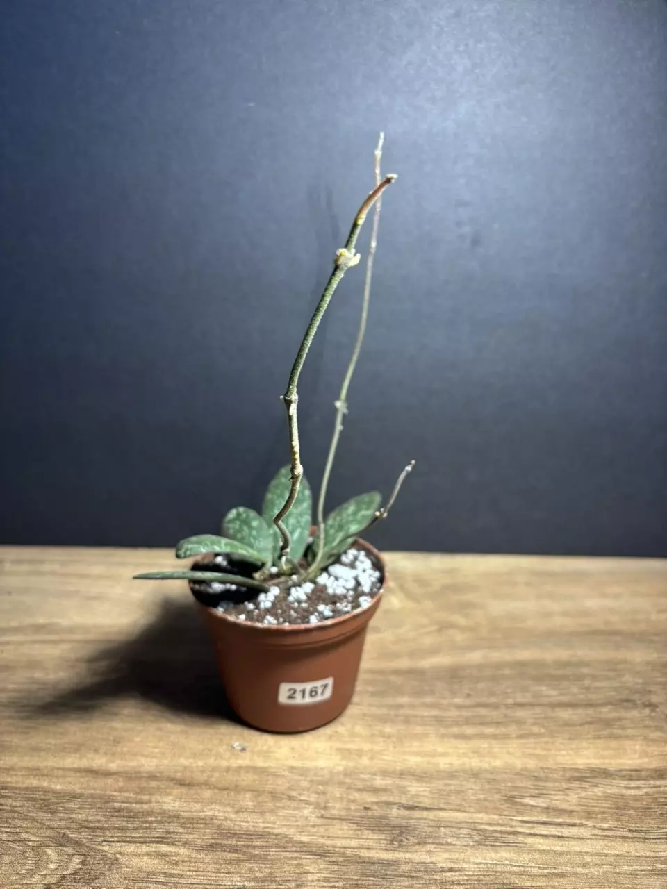 plant/Hoya Sigilatis 3” 2167-1