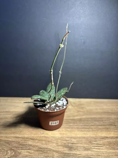 plant/Hoya Sigilatis 3” 2167-1-thumbnail