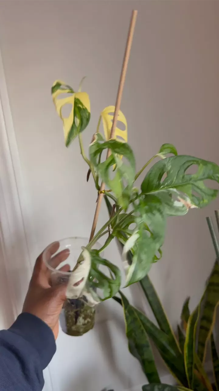 plant/Monstera Adansonii Tricolor-1