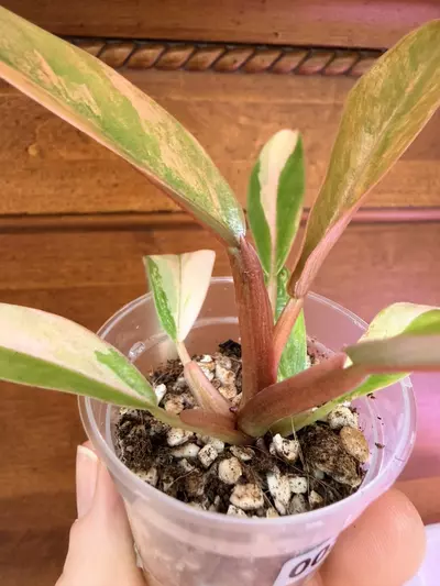 plant/Philodendron Caramel Marble✨#0036-5-thumbnail