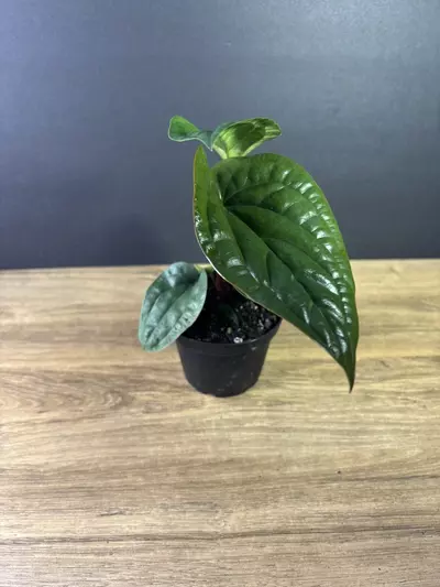 plant/Anthurium Radicans x Luxurians 4” 1999-1-thumbnail