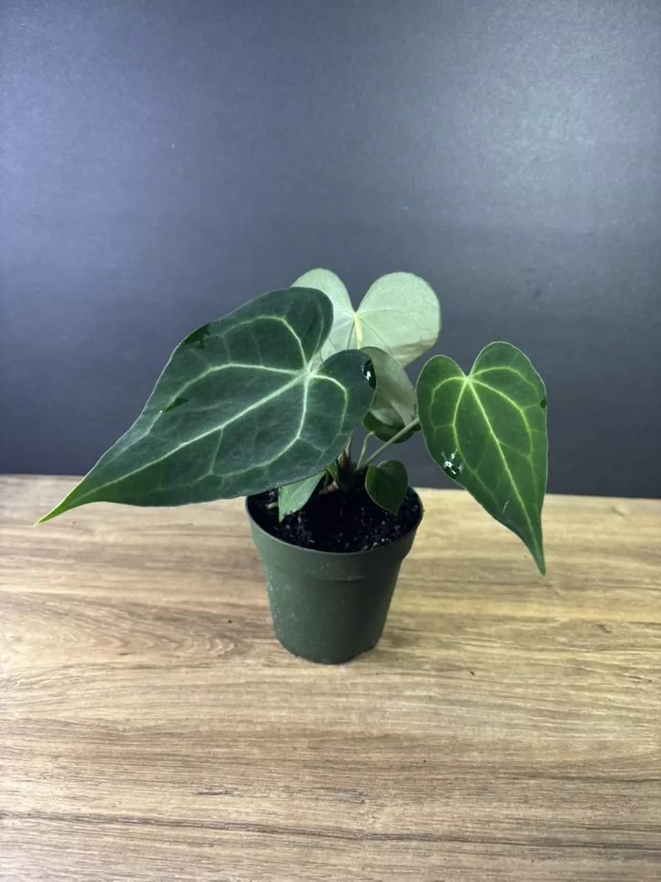 plant/Anthurium Clarinervium 4” 2205-1