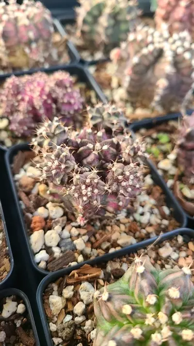 plant/Gymnocalycium "T-Rex" 2.5" pot-3-thumbnail