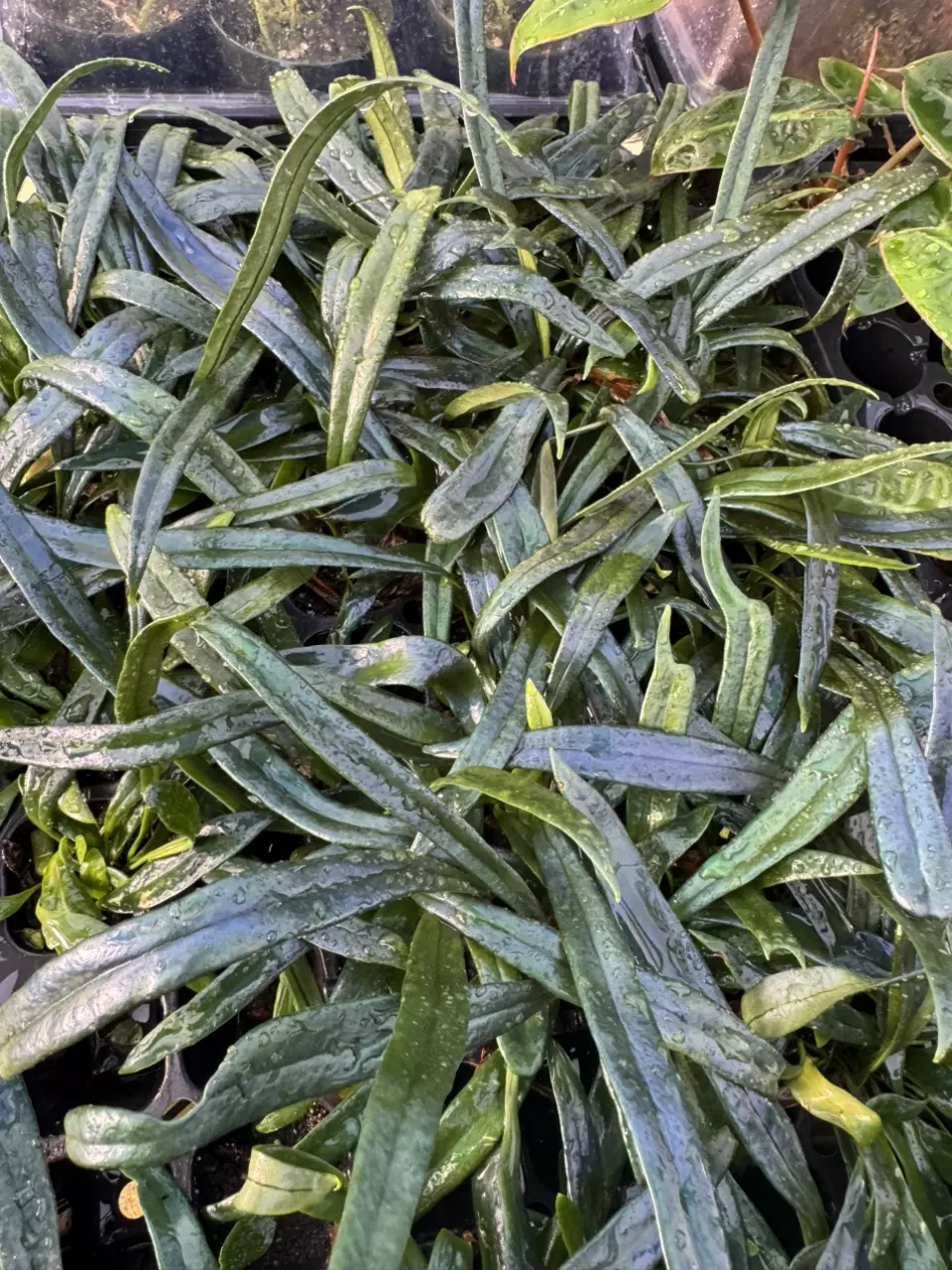 plant/Blue Oil Fern starter GC-0