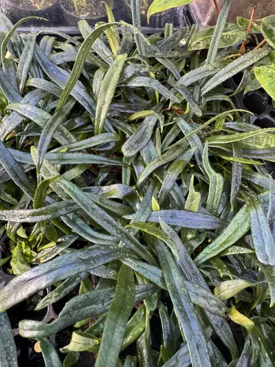 plant/Blue Oil Fern starter GC-0-thumbnail