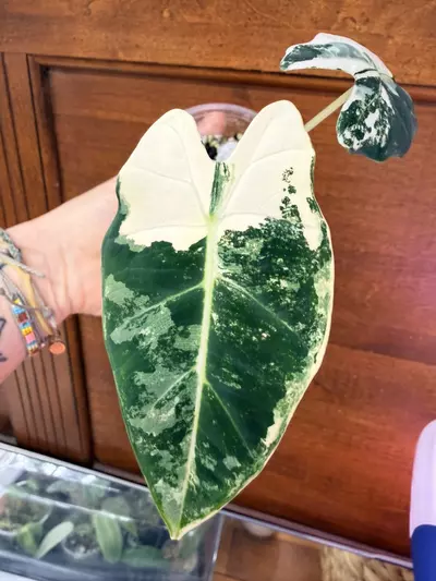 plant/Alocasia variegated frydek #0034-2-thumbnail