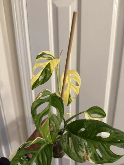 plant/Monstera Adansonii Tricolor-2-thumbnail
