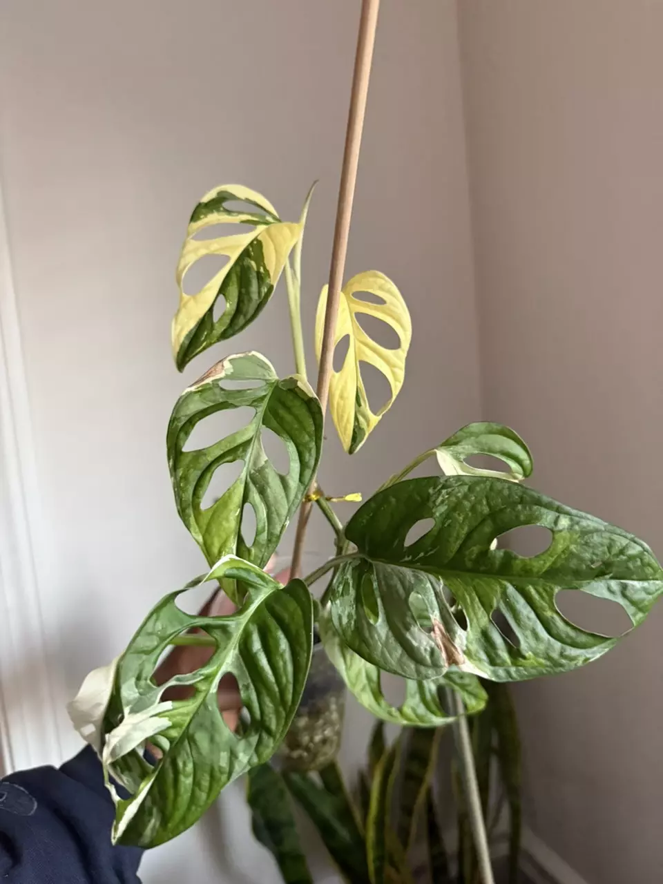 plant/Monstera Adansonii Tricolor-0