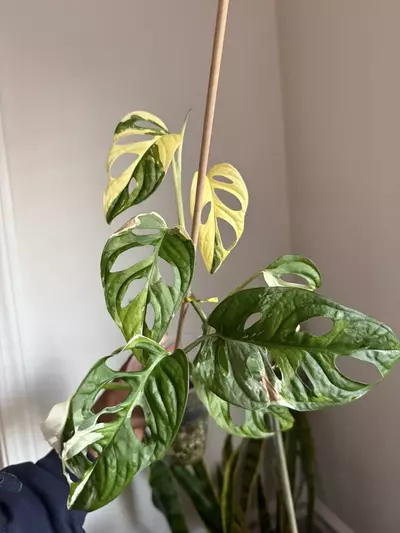 plant/Monstera Adansonii Tricolor-0-thumbnail