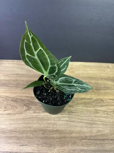 plant/Anthurium Forgetii Hybrid 4” 2004-2-thumbnail