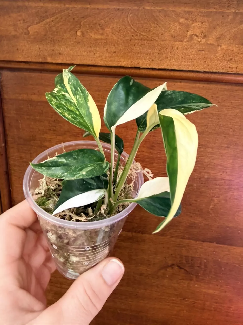 plant/Epipremnum pinnatum Albo-5