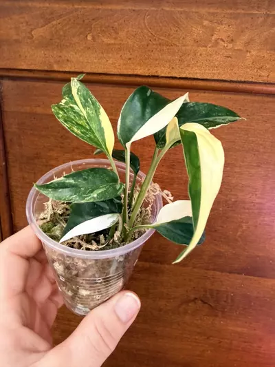 plant/Epipremnum pinnatum Albo-5-thumbnail