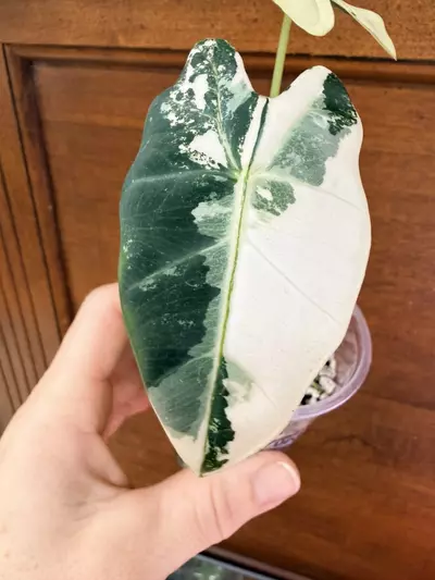plant/Alocasia variegated frydek #0034-3-thumbnail
