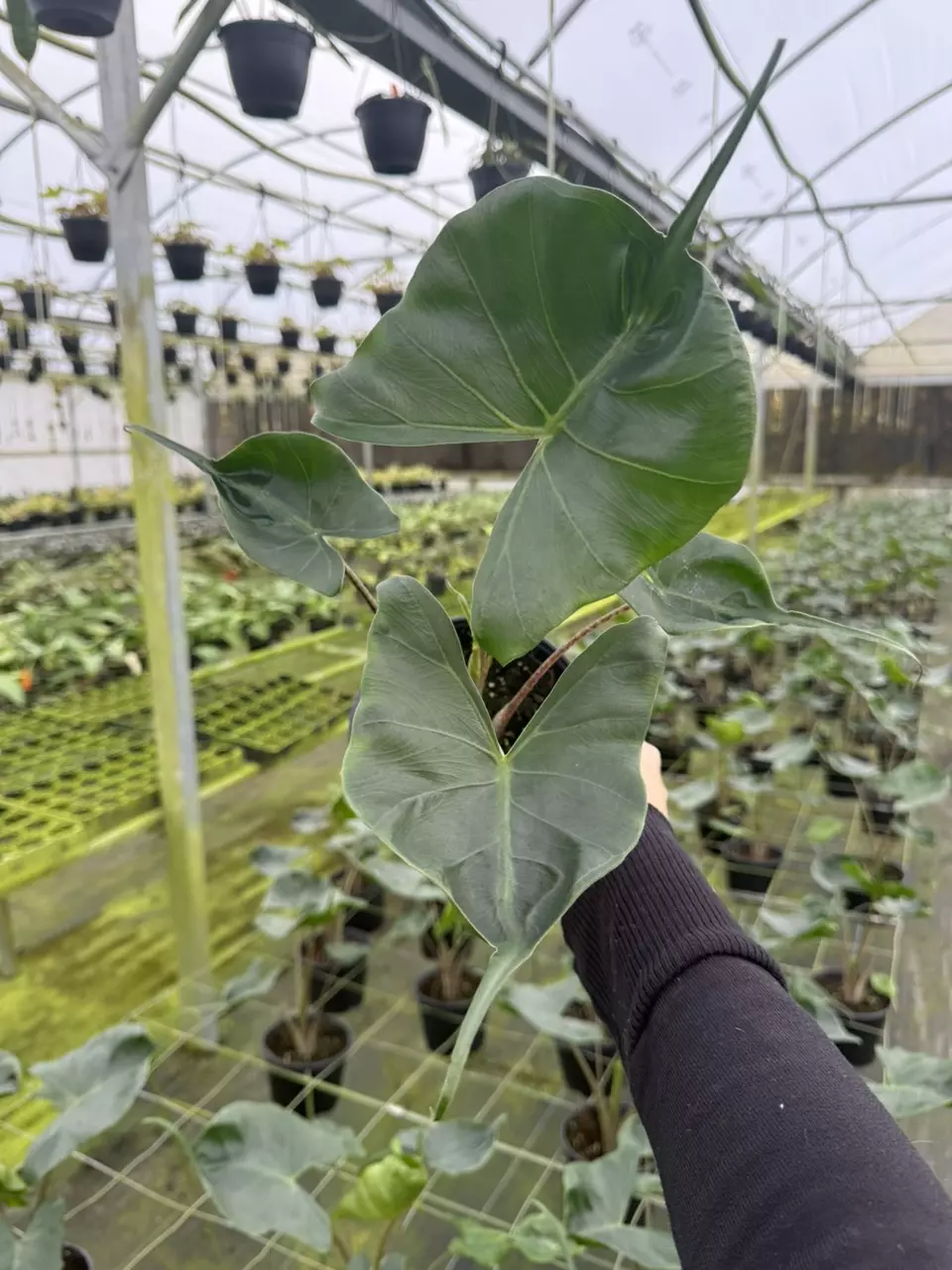 plant/Alocasia Stingray 6”-0