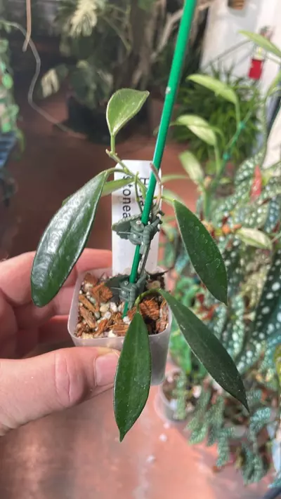 plant/Hoya stoneana-0-thumbnail