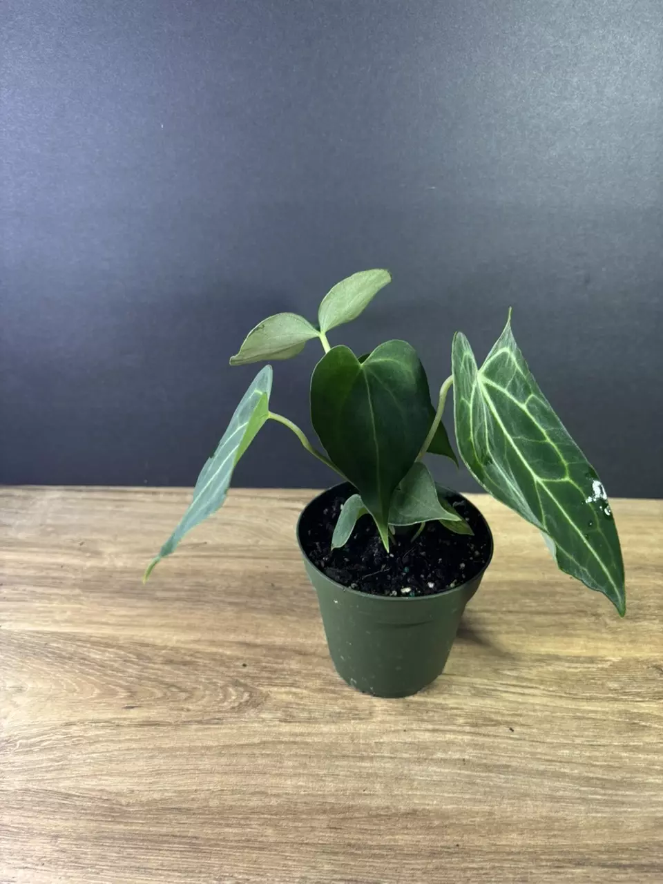 plant/Anthurium Clarinervium 4” 2205-2