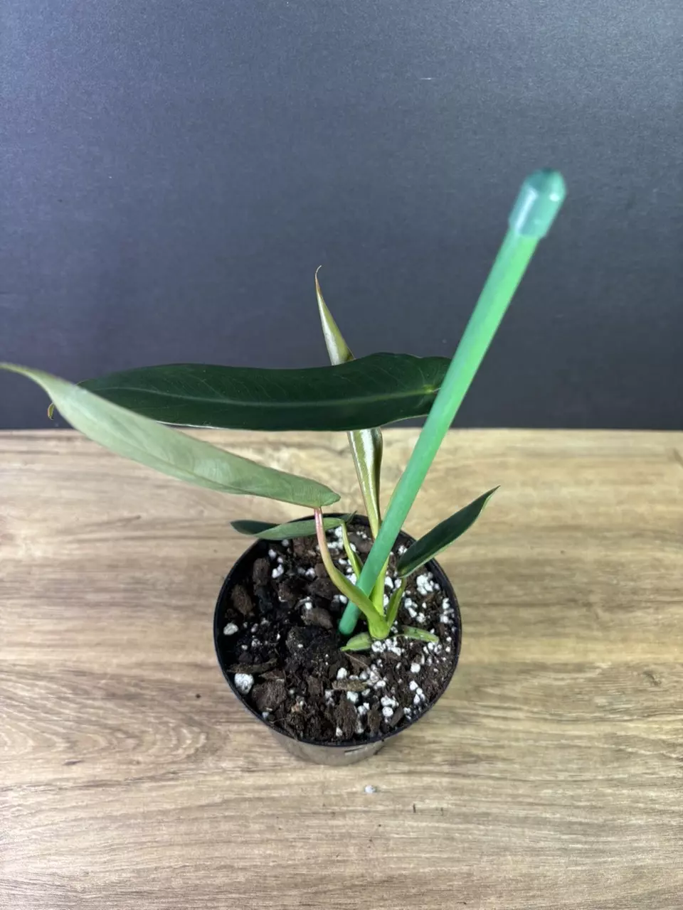 plant/Philodendron Spiritus Sancti 4” 2003-1