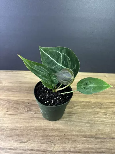 plant/Anthurium Forgetii Hybrid 4” 2000-2-thumbnail