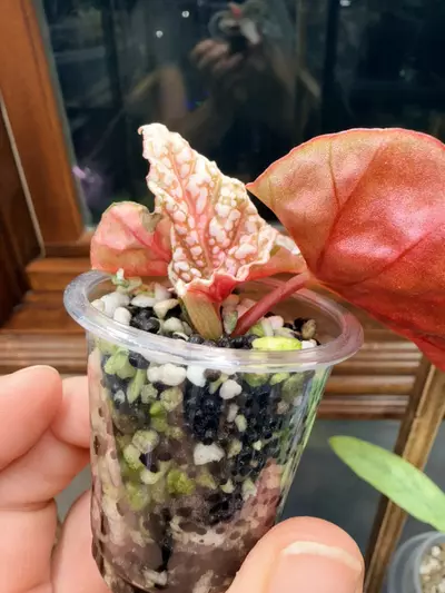 plant/Variegated snow-capped begonia ✨-3-thumbnail