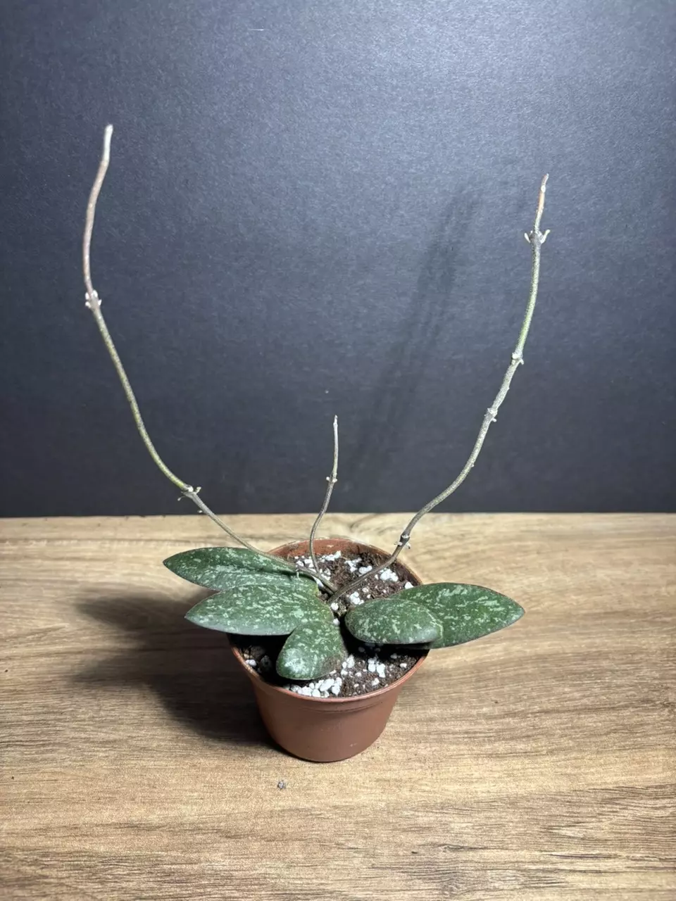 plant/Hoya Sigilatis 3” 2167-0