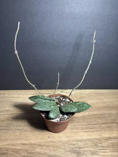 plant/Hoya Sigilatis 3” 2167-0-thumbnail