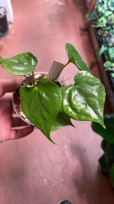 plant/Anthurium pedatoradiatum-1-thumbnail